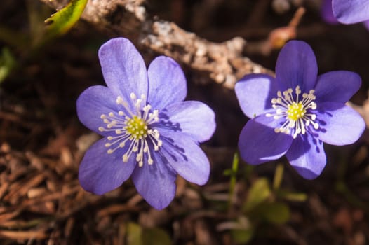 Hepatica nobilis