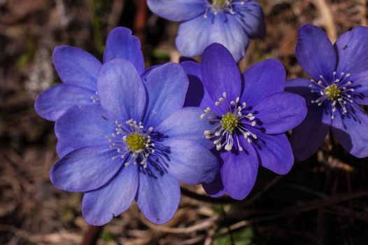 Hepatica nobilis