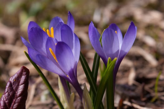crocus