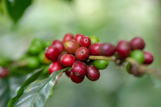 Fresh Arabica Coffee beans ripening on tree in the agricultural garden north of thailand.