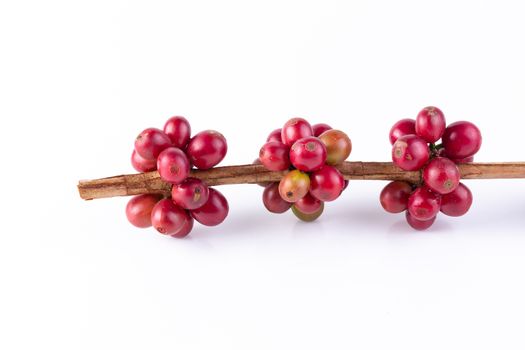 Fresh Arabica Coffee beans ripening isolated on white background.