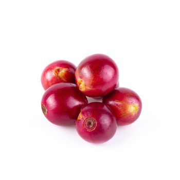 Fresh Arabica Coffee beans ripening isolated on white background.