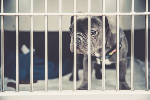 dog in a cage in a shelter waiting for adoption.