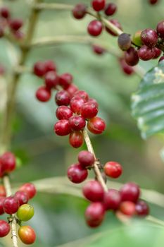Fresh Arabica Coffee beans ripening on tree in the agricultural garden north of thailand.