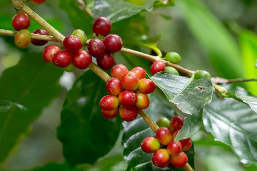 Fresh Arabica Coffee beans ripening on tree in the agricultural garden north of thailand.