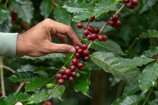 Fresh Arabica Coffee beans ripening on tree in the agricultural garden north of thailand.