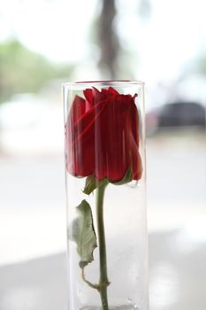 flower in jar