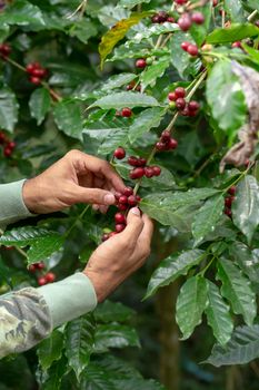 Fresh Arabica Coffee beans ripening on tree in the agricultural garden north of thailand.