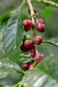 Fresh Arabica Coffee beans ripening on tree in the agricultural garden north of thailand.