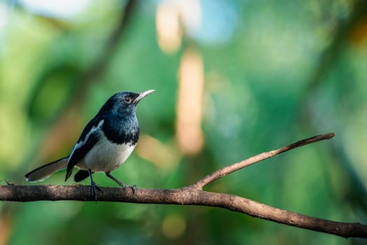 Bird (Oriental magpie-robin or Copsychus saularis) male black and white color perched on a tree in a nature wild