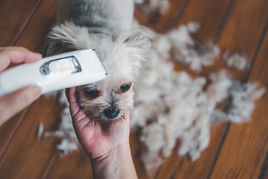 Grooming and haircut the dog fur of beige dog so cute mixed breed with Shih-Tzu, Pomeranian and Poodle by human with dog clipper