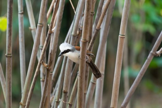 Bird (White-crested Laughingthrush, Garrulax leucolophus) brown and white and the black mask perched on a tree in a nature wild