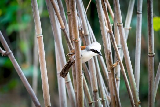 Bird (White-crested Laughingthrush, Garrulax leucolophus) brown and white and the black mask perched on a tree in a nature wild