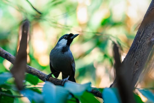 Bird (Black-throated Laughingthrush, Garrulax chinensis, Pterorhinus chinensis) is a species of bird in the family Leiothrichidae. It is found in asia perched on a tree in a nature wild