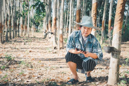 Asian woman smart farmer agriculturist happy at a rubber tree plantation with Rubber tree in row natural latex is a agriculture harvesting natural rubber in white milk color for industry in Thailand