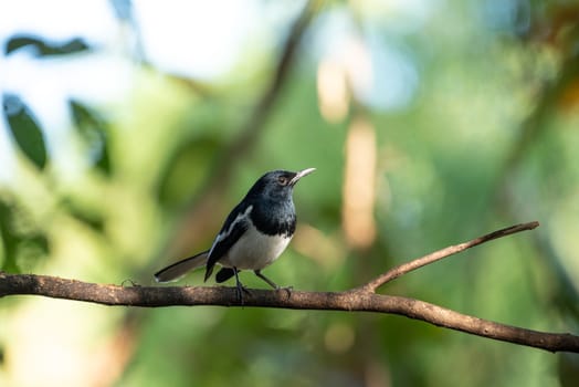 Bird (Oriental magpie-robin or Copsychus saularis) male black and white color perched on a tree in a nature wild