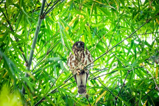 Bird (Northern Boobook, Ninox japonica) is a species of bird in the true owl family. It was split from the brown hawk-owl perched on a tree in a nature wild