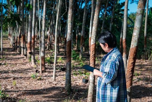 Asian woman smart farmer agriculturist happy at a rubber tree plantation with Rubber tree in row natural latex is a agriculture harvesting natural rubber in white milk color for industry in Thailand