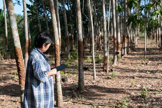 Asian woman smart farmer agriculturist happy at a rubber tree plantation with Rubber tree in row natural latex is a agriculture harvesting natural rubber in white milk color for industry in Thailand