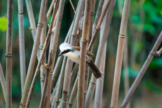 Bird (White-crested Laughingthrush, Garrulax leucolophus) brown and white and the black mask perched on a tree in a nature wild