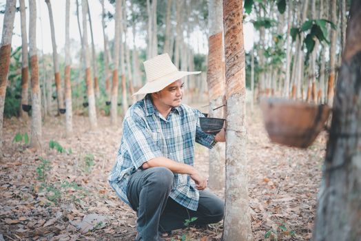 Asian man farmer agriculturist happy at a rubber tree plantation with Rubber tree in row natural latex is a agriculture harvesting natural rubber in white milk color for industry in Thailand