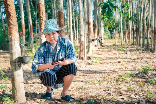 Asian woman smart farmer agriculturist happy at a rubber tree plantation with Rubber tree in row natural latex is a agriculture harvesting natural rubber in white milk color for industry in Thailand