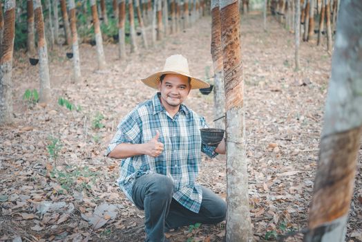 Asian man farmer agriculturist happy thumbs up at a rubber tree plantation with Rubber tree in row natural latex is a agriculture harvesting natural rubber in white milk color for industry in Thailand