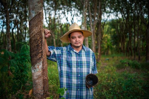 Asian man farmer agriculturist unhappy from low yield productivity at rubber tree plantation with Rubber tree in row natural latex is agriculture harvesting natural rubber for industry in Thailand