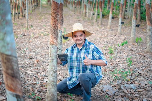 Asian man farmer agriculturist happy thumbs up at a rubber tree plantation with Rubber tree in row natural latex is a agriculture harvesting natural rubber in white milk color for industry in Thailand