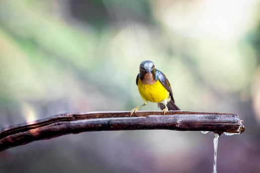 Bird (Brown-throated sunbird, Plain-throated sunbird) male has iridescent green and purple upperparts with chestnut on wing-coverts and scapulars primarily yellow perched on tree in the nature wild