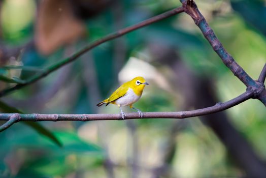 Bird (Swinhoe’s White-eye, Oriental white-eye, Zosterops simplex) with distinctive white eye-ring and overall yellowish upperparts perched on a tree in the nature wild