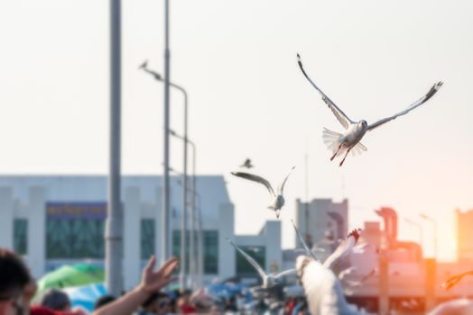 Habitat for large flocks of migratory seagulls annually in the early winter visitors can enjoy with feeding thousands of seagulls