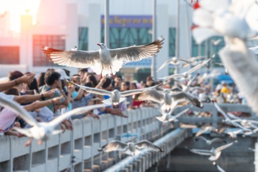 Habitat for large flocks of migratory seagulls annually in the early winter visitors can enjoy with feeding thousands of seagulls