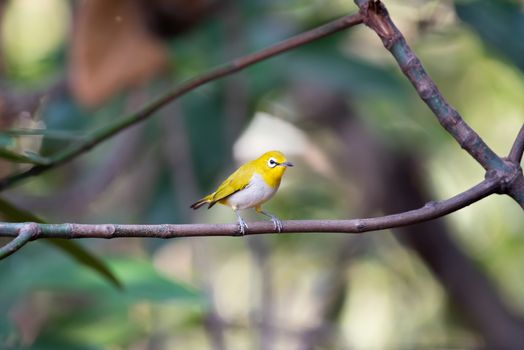 Bird (Swinhoe’s White-eye, Oriental white-eye, Zosterops simplex) with distinctive white eye-ring and overall yellowish upperparts perched on a tree in the nature wild