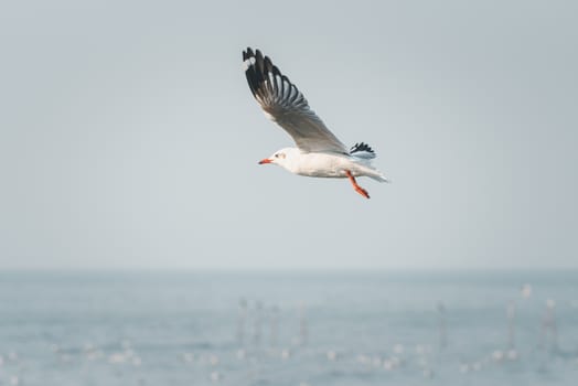 Bird (Seagulls, Laridae, Chroicocephalus brunnicephalus) white and gray color flying on the sky at a nature sea