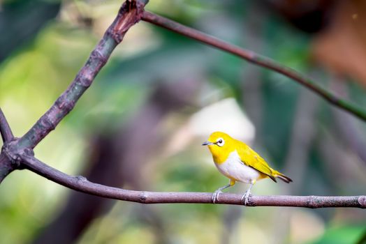 Bird (Swinhoe’s White-eye, Oriental white-eye, Zosterops simplex) with distinctive white eye-ring and overall yellowish upperparts perched on a tree in the nature wild