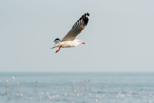 Bird (Seagulls, Laridae, Chroicocephalus brunnicephalus) white and gray color flying on the sky at a nature sea