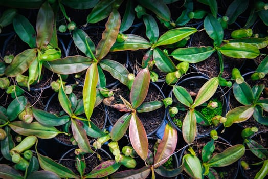 Greenery background, green color of nature plant and leaf environment greenery concept