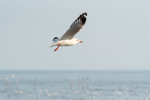 Bird (Seagulls, Laridae, Chroicocephalus brunnicephalus) white and gray color flying on the sky at a nature sea