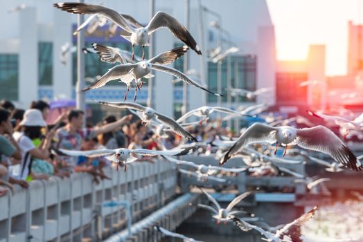 Habitat for large flocks of migratory seagulls annually in the early winter visitors can enjoy with feeding thousands of seagulls