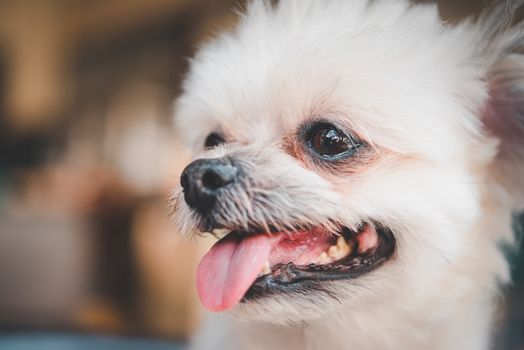 Dog so cute mixed breed with Shih-Tzu, Pomeranian and Poodle looking and waiting something with interest when vacation travel