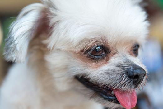 Dog so cute mixed breed with Shih-Tzu, Pomeranian and Poodle looking and waiting something with interest when vacation travel