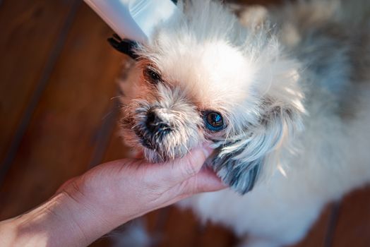 Grooming and haircut the dog fur of beige dog so cute mixed breed with Shih-Tzu, Pomeranian and Poodle by human with dog clipper in pet shop or pet groomer