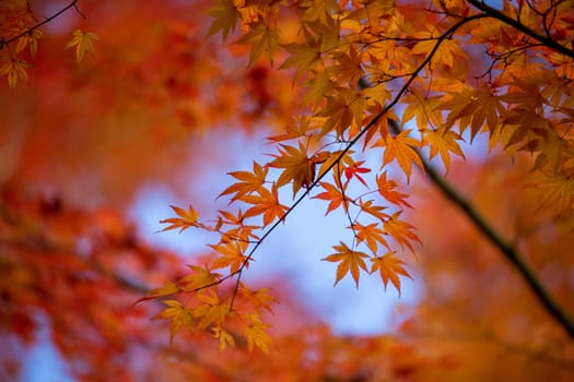 Autumn leaves vibrant red and orange colours.  Shallow depth of field.   background or banner