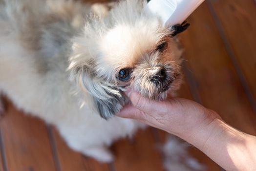 Grooming and haircut the dog fur of beige dog so cute mixed breed with Shih-Tzu, Pomeranian and Poodle by human with dog clipper in pet shop or pet groomer