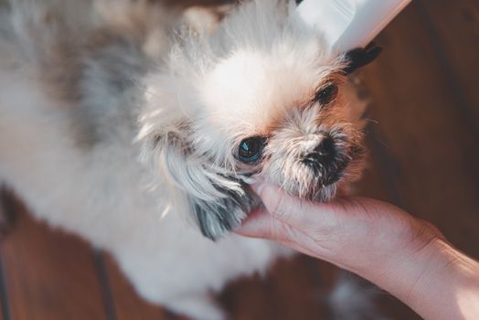 Grooming and haircut the dog fur of beige dog so cute mixed breed with Shih-Tzu, Pomeranian and Poodle by human with dog clipper in pet shop or pet groomer