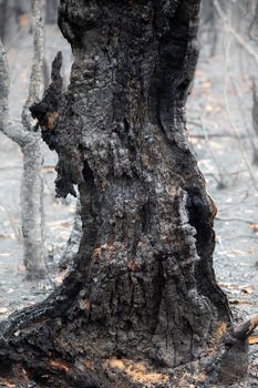 Burnt gnarled shapely charred remains of a tree after devasting bush fires in Australia
