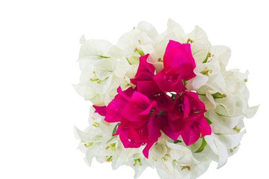 Pink and White bougainvillea on clear white background