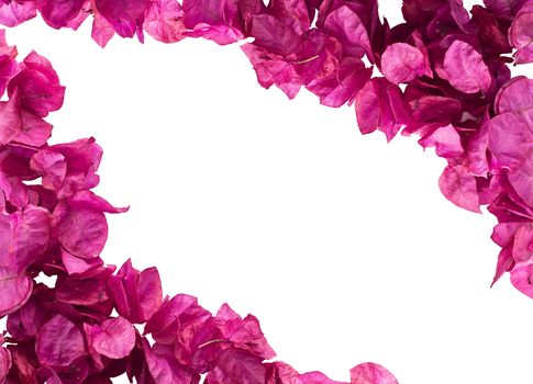 Pink bougainvillea Flowers isolated on white background