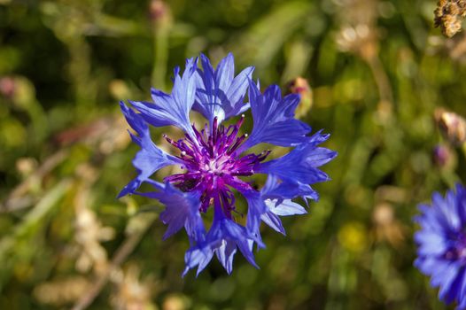 Close up image of a blue cornflower, latin name Cyanus. English countryside, summertime.